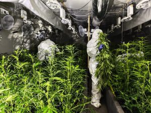 Bergkamen’de Sanayi Tipi Uyuşturucu Fabrikasına Baskın: 2 Bin 380 Kök Ele Geçirildi